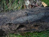 Helicogloea lagerheimii image