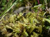 Helvella corium image