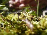 Helvella corium image