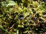 Helvella corium image