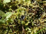 Helvella corium image