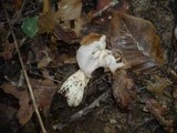 Helvella crispa image
