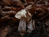 Helvella crispa image