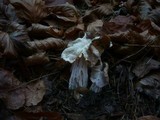 Helvella crispa image