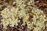 Flavocetraria nivalis image