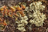 Flavocetraria nivalis image
