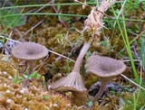Arrhenia sphagnicola image