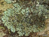 Parmelinopsis horrescens image