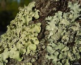Parmotrema subisidiosum image