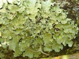 Parmotrema sulphuratum image