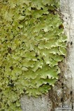 Parmotrema sulphuratum image
