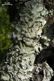 Parmotrema tinctorum image