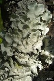 Parmotrema tinctorum image