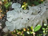 Parmotrema tinctorum image