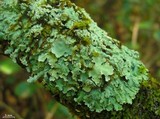 Physcia atrostriata image