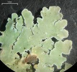 Physcia atrostriata image