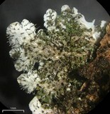 Physcia atrostriata image