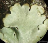 Pseudoparmelia uleana image