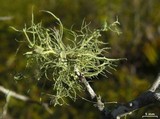 Ramalina stenospora image
