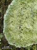 Cryptothecia striata image