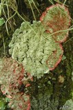 Cryptothecia striata image