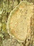 Cryptothecia striata image