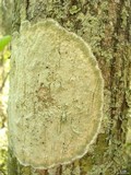Cryptothecia striata image