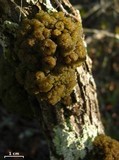 Leptogium phyllocarpum var. phyllocarpum image