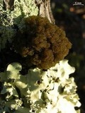Leptogium phyllocarpum var. phyllocarpum image