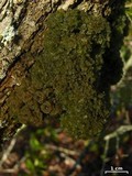 Leptogium phyllocarpum var. phyllocarpum image