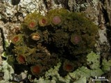 Leptogium phyllocarpum var. phyllocarpum image