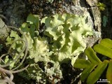 Parmotrema xanthinum image