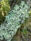 Parmotrema dilatatum image