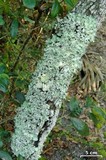 Parmotrema dilatatum image