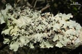 Parmotrema dilatatum image