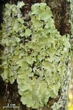 Parmotrema dilatatum image