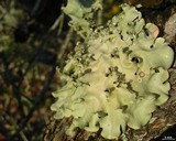Parmotrema dilatatum image
