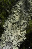 Parmotrema dilatatum image