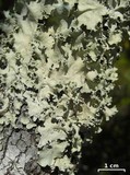 Parmotrema dilatatum image