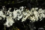 Parmotrema dilatatum image