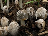 Coprinellus flocculosus image