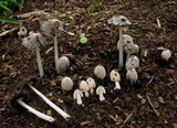 Coprinellus flocculosus image
