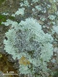 Dirinaria purpurascens image