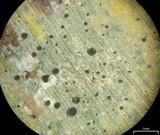 Calopadia puiggarii image