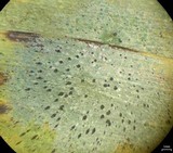 Calopadia puiggarii image