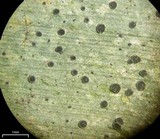 Calopadia puiggarii image