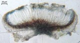 Calopadia puiggarii image