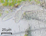 Calopadia puiggarii image
