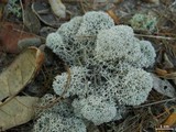 Cladina evansii image
