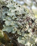 Parmotrema dilatatum image
